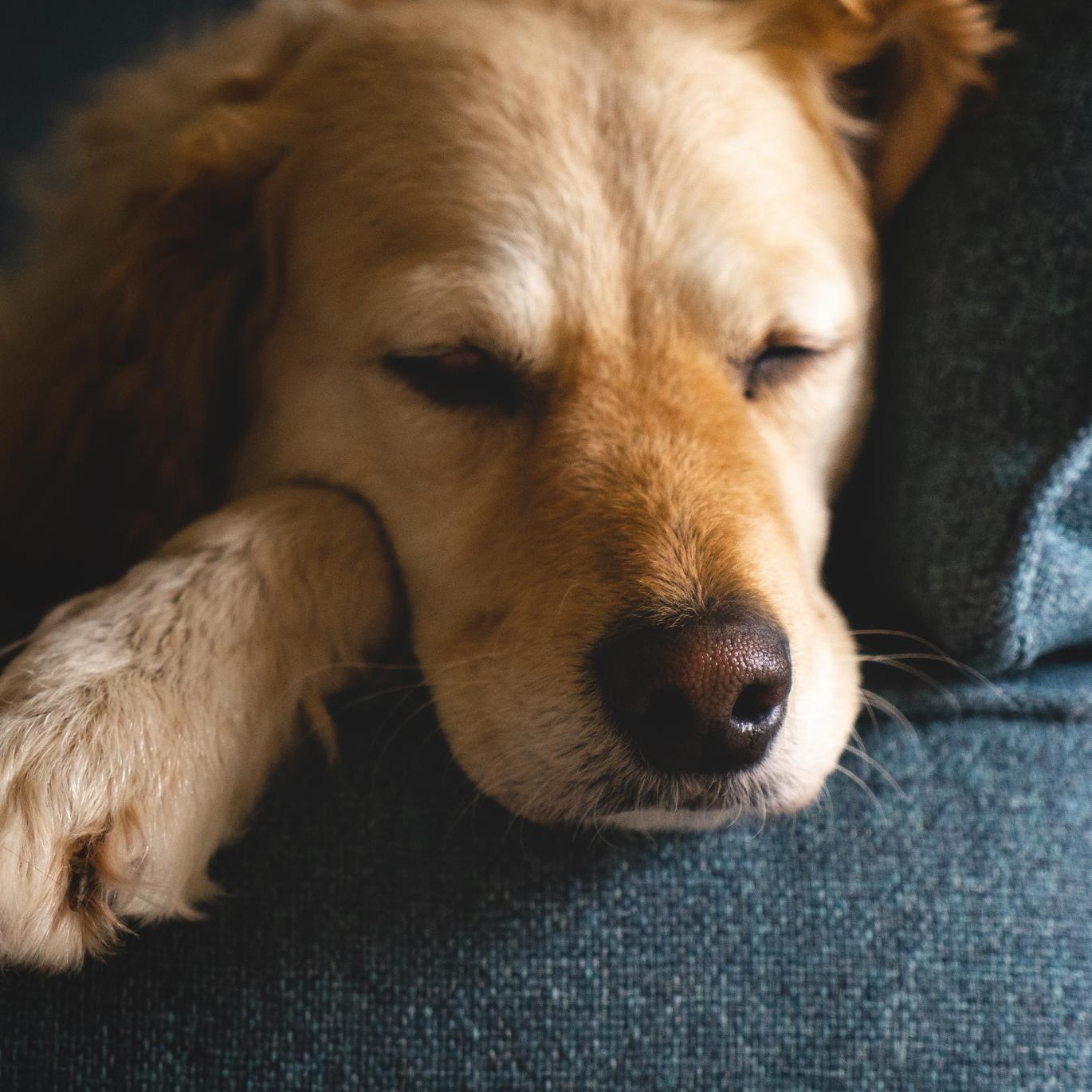 a dog lying on a couch
